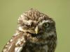 Little Owl at Fleet Head (Steve Arlow) (49406 bytes)